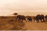 V Ugandě sloni drancovali pole. Dokud jim do cesty nepostavili včelí plot