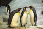 Sexuální zvrhlost tučňáků polárníky před sto lety šokovala