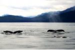 Může velryba napodobit lidskou řeč? Několik let stará nahrávka to dokazuje