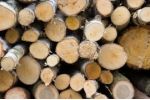 Prodej dřeva z NP Šumava je teď průhledný, efektivní a navíc i výnosnější