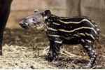 V pražské zoo se narodilo mládě tapíra. Podruhé v historii!