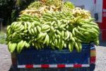 Dopady klimatické změny: Zemědělci budou pěstovat banány místo brambor