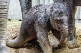 The first calf at Prague Zoo is a female