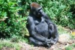 Republika Kongo vyhlásila národní park pro 15 tisíc goril