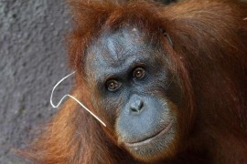 In Prague Zoo born baby orangutan