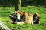 Tygr propadl v testu: kozu nesežral, ale skamarádil se s ní