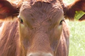 Agriculture is alive! Make sure the Open Day