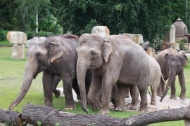 80 years of elephants in Prague Elephant steamer and a giant cake