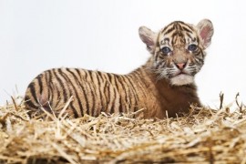 In the Prague Zoo was born critically endangered tiger