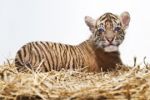 V Zoo Praha se narodil kriticky ohrožený tygr