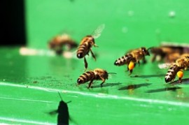 Almost half of the honey does not regulations