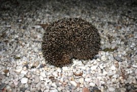 How to help hedgehogs from the cold