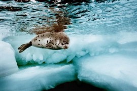 Exhibition of National Geographic 'Ocean Soul - Ocean Soul' in Harp Gallery