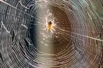 Pavouci nejsou čistí predátoři, živí se i pylem