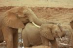 I sloni umí utěšovat své smutné nebo vystrašené druhy, ukázal výzkum