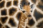 Zoo Praha: Začal měsíc žiraf