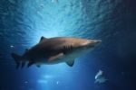 Žraloci v kyselých moří přijdou o schopnost cítit kořist