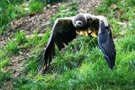 Vulture chicks flew out of the nest