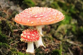 Mushroom poisoning: recognize symptoms and know how to give first aid?