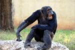 Násílí mezi šimpanzi