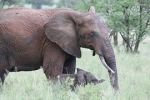 Studie varuje: Když vybijeme slony, vymřou i některé tropické stromy