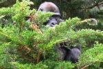Pražská zoo letos přispěla 11 tisíci starých mobilů na ochranu goril