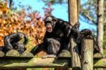 Domácí násilí je u šimpanzů běžné