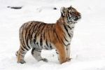 Sněhu si v ostravské zoo užívají i zvířata z teplých krajin