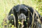 Češi v Kamerunu po čtrnácti letech objevili vzácného šimpanze 