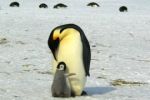Tučňáci cítí jen slanou a kyselou chuť. Pro vědce je to evoluční hádanka