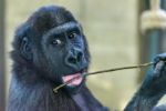 Gorilí sameček Tano se přestěhoval do mnichovské zoo