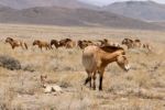 Nejstarší pražská klisna porodila v Mongolsku své desáté hříbě
