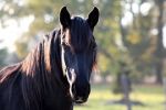 Námluvy u divokých koní jsou drsné: klisny hřebce složily k zemi