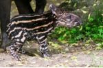 Zoo Praha: Narodil se tapír. Ani starý puštík se nenechal zahanbit.