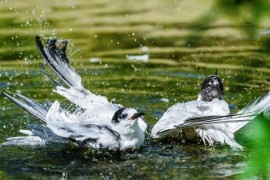 Prague Zoo: Rescued terns and local news at Seal