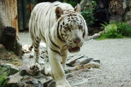 ZOO Liberec: Exhibition Giants and additions of rare animals