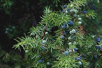 Do you suffer from Lyme disease? Replace antibiotics poplar, birch and juniper
