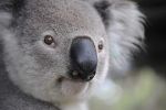 Vědci zkoumali námluvy medvídků koala. Místo soubojů si vystačí s hrdelním voláním 