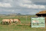 Návrat divokých koní: Další čtyři klisny doletěly do Mongolska