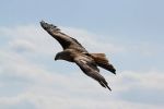 Ochránci přírody vypustili do přírody další tři orly skalní Video