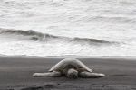  Lidé kvůli selfie s mořskými želvami ohrozili jejich každoroční kladení vajec