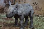 Podle dánských vědců už v Malajsii není žádný volně žijící nosorožec sumaterský 