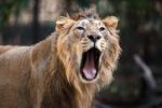 Zoo Praha: Příchod vzácných lvů indických