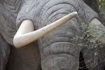 Terminátor se zapojil do boje proti obchodu se slonovinou