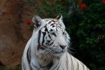 Chov bílých tygrů: jde o peníze ze vstupného, ne o záchranu ohroženého druhu
