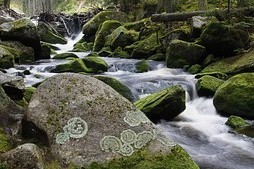 Tourists are rediscovering the Bohemian Forest, the area most Munchausen