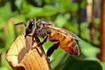 Nejnebezpečnější zvíře Austrálie? Překvapivě včela!