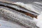 Deset tisíc lososích jiker se líhne ve speciálním inkubátoru přímo v řece Kamenici