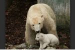 Zoo Brno: Lední medvědice Cora ukázala své mládě