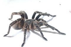 In America, described the new tarantula. One is named after Johnny Cash